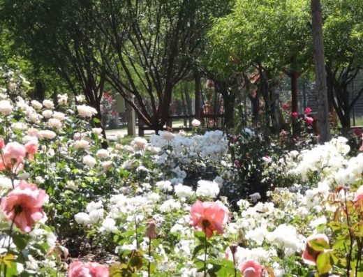 Parque Las Rosas